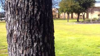 Punching Trees - Only In Minecraft