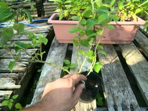 How To Grow Salvia Elegans パイナップルセージの育て方 Youtube