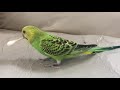 【足音に注目】綿棒にもう夢中【セキセイインコ】