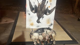 2024, Colorado duck hunt 15 minutes limit widgeon, and teal (New species!!!)