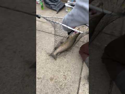 لم أتوقع ضخامه حجم التراوت البني    