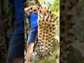 पैरो मे जंगली कांटे चुभ गये 😱😰 #bushcraft #campping #outdoors #useful #idea