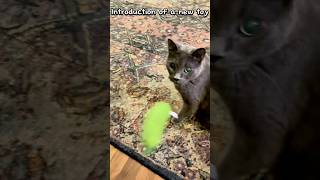 The catnip toy caused immediate chaos 😂🐱