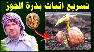 تسريع أنبات بذرة الجوز