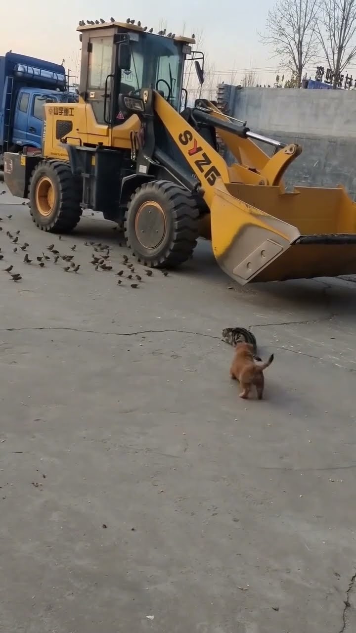Funny kitten  dog