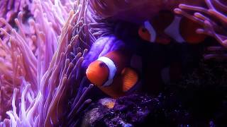 30 - Clownfish breeding