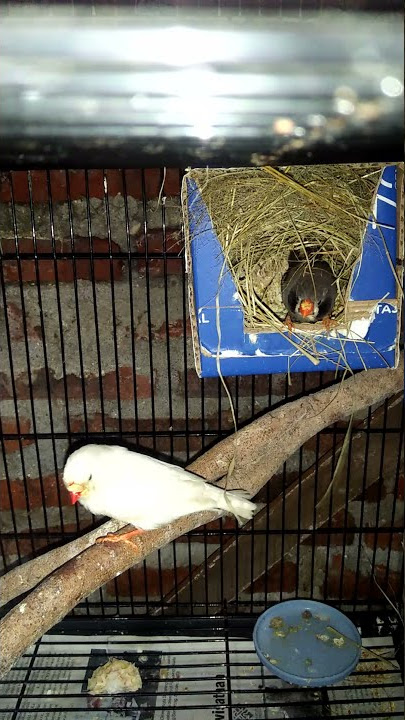 burung zebra finch meloloh anakan#WD finch 01