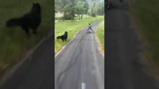 Boy on bike rides down trail then while dog runs beside him then he speed wobbles and falls