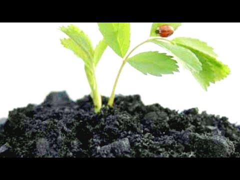 How to make biochar - YouTube