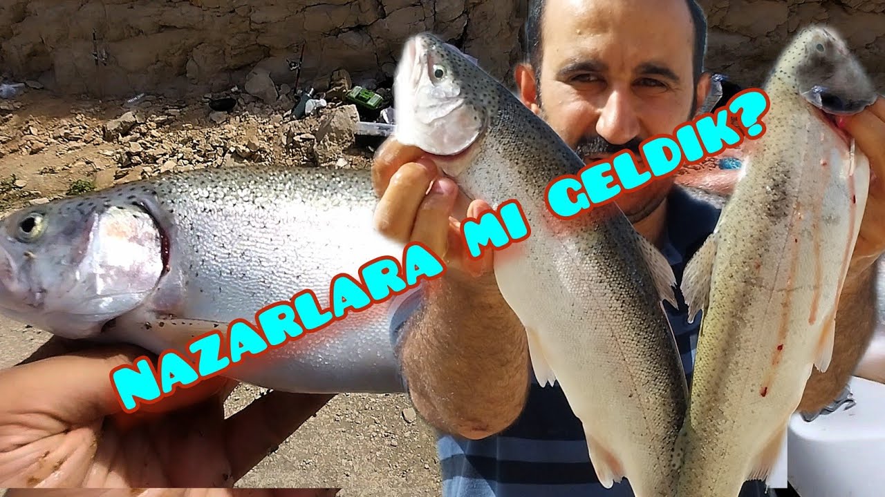 KALAMAYI AĞLATAN ALABALIK AVI SOMON AVI at çek somon avı