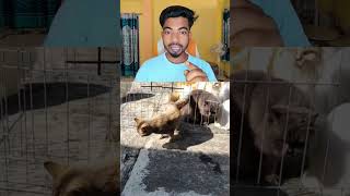 cat video || cat reality video || animals video || discovery video ♥️♥️