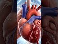 😱 1 నిమిషంలో గుండె రహస్యం! | Human Heart Telugu#sciencefactsBiologyFacts