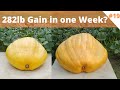 Giant Pumpkins are moving!