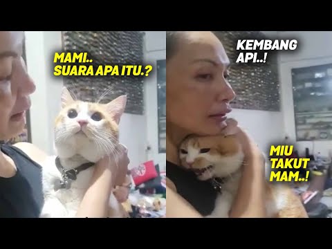 Video: Apakah kucing ketakutan karena kembang api?