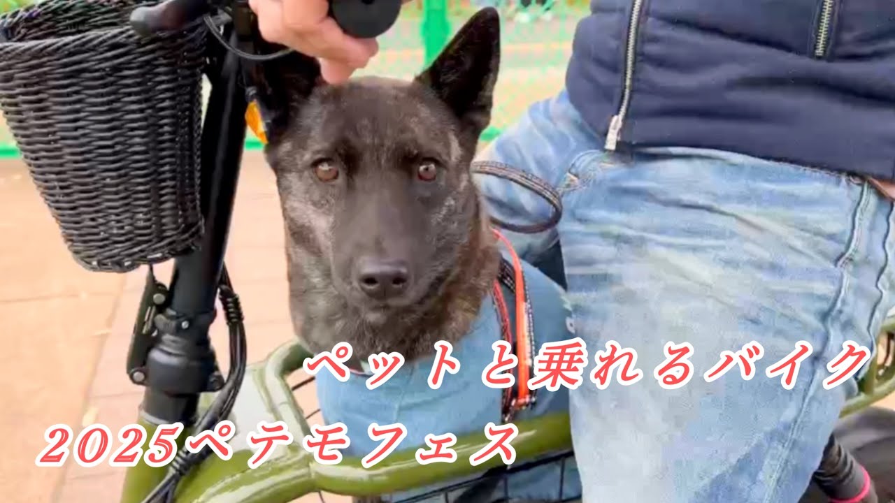 2025ペテモフェス　ペットと乗れるバイクに甲斐犬と乗ってみたら…欲しくなった