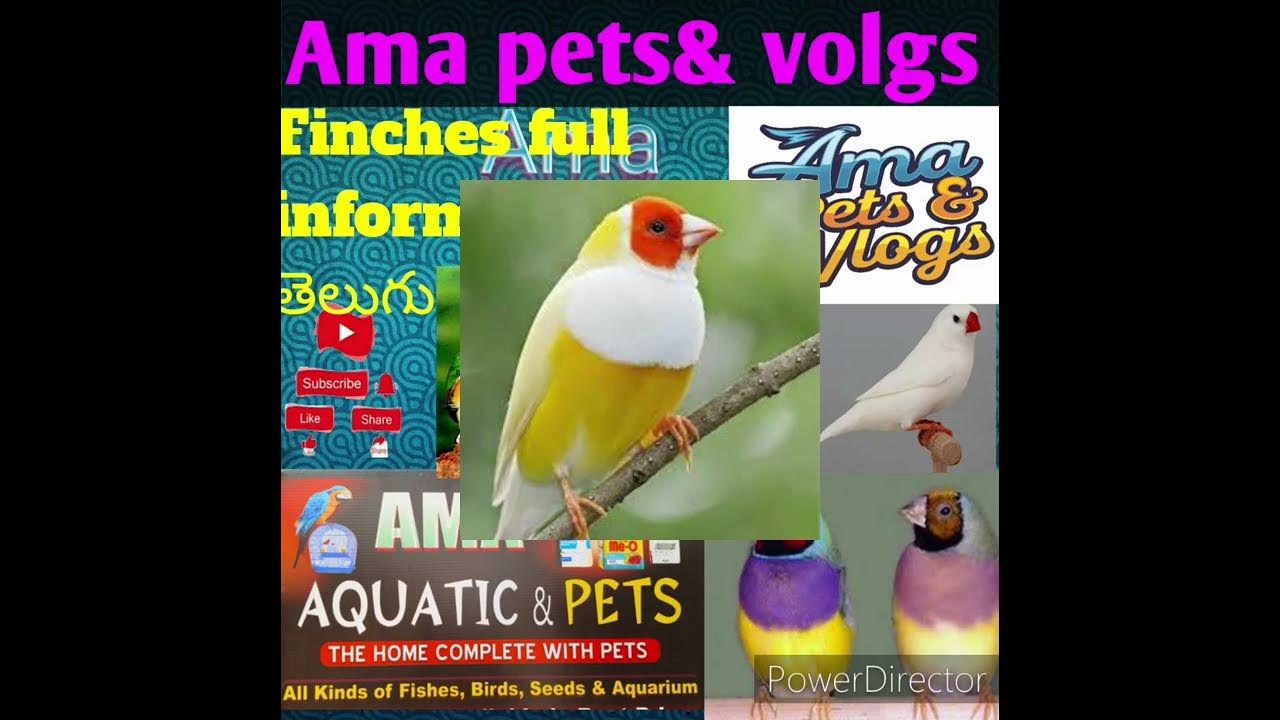 Finches Birds Full Information In Telugu YouTube finches-birds-full-information-in-telugu-youtube