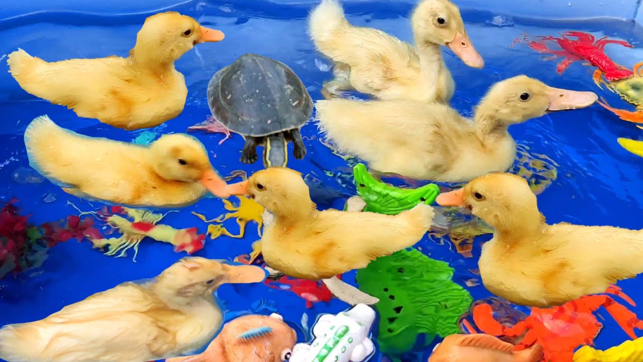 very funny little ducks playing and swimming !!! more fun (duck)) YouTube