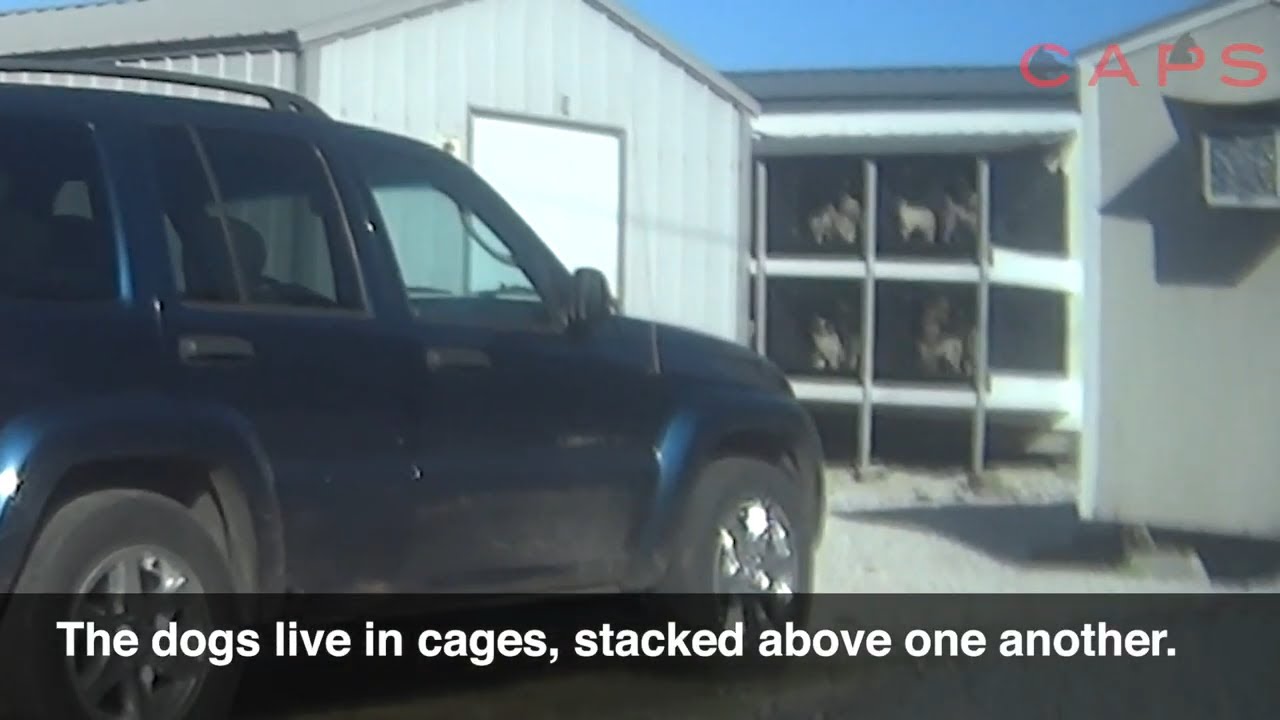 Misty Dew Kennels, Deb Warren's USDA Licensed Puppy Mill in Pierce City