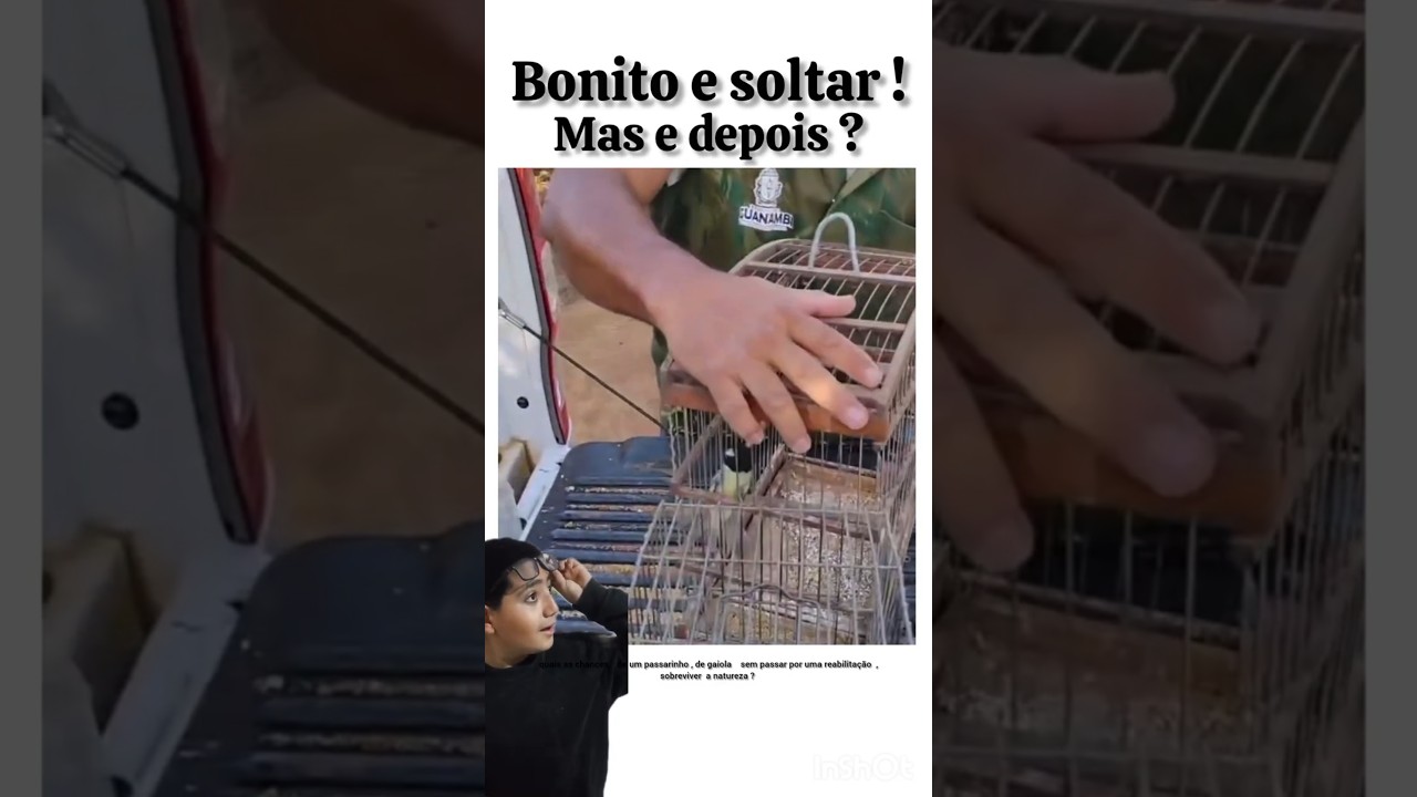 SOLTURA DE PAPA CAPIM ! 