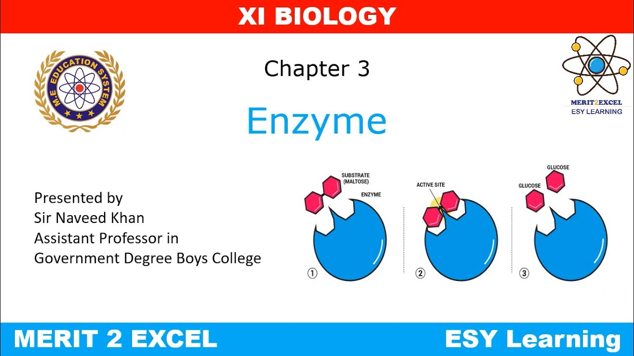 Class 11 Biology Enzyme Chapter 3 Part 2 YouTube