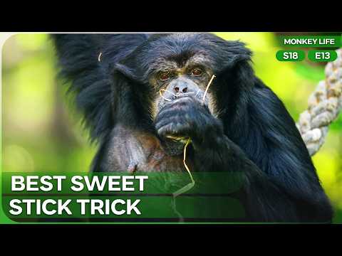 Gave the Gibbons a Weird Spiky Fruit for the First Time | Monkey Life Season 18 Episode 13