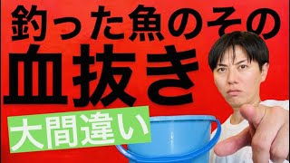 【釣った魚の血抜き】魚を釣り上げたら血抜きしてますか？その血抜き中に魚はどんどんやばい事になっています。つまりせっかくの血抜きが逆効果です。