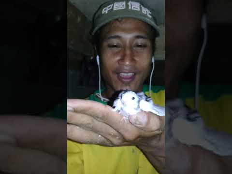 Tonton Burung Walet Ini Hitam Putih Youtube