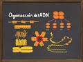 Niveles de Organización del ADN y Cromosoma:  Histonas, nucleosoma y condensación de la cromatina.