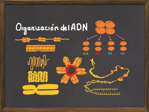 Vídeo: Diferencia Entre Cromatina Y Nucleosoma