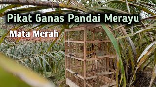 Suara Pikat Kutilang Emas Gacor Di Alam Liar