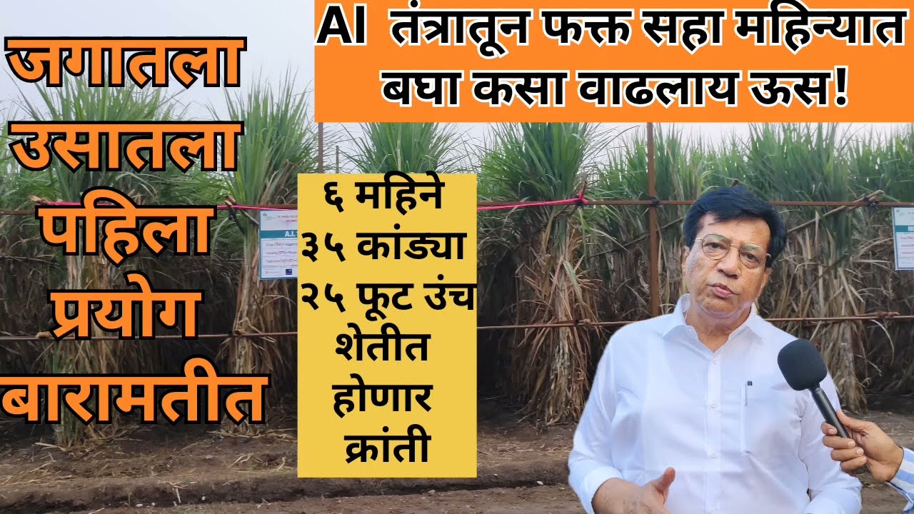 उसाचा जगातील पहिला प्रयोग! ६ महिने, ३६ कांड्या, २५ फूट उंच कृत्रिम बुद्धिमत्तेची पहिली यशस्वी शेती!