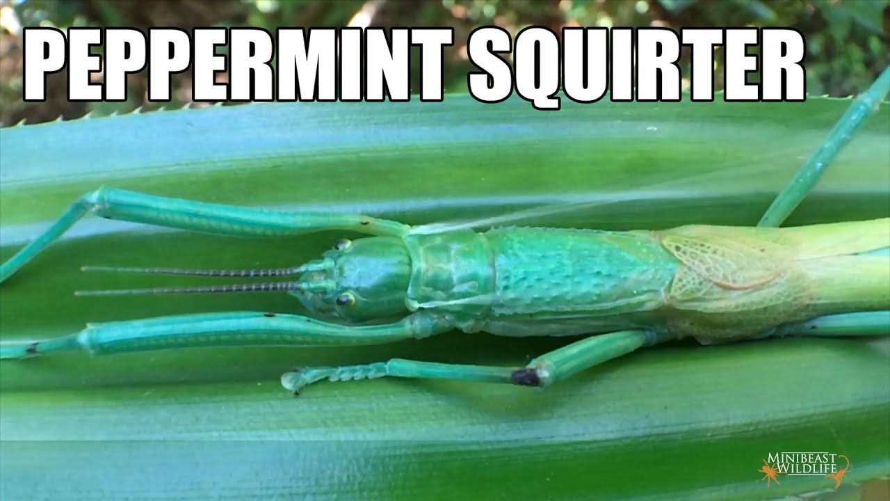 camera iphone 8 plus apk The Peppermint Stick Insect - a chemical blaster