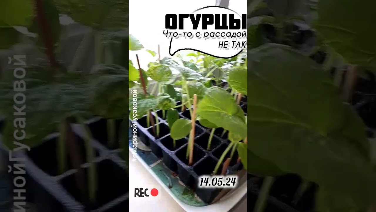 ОГУРЦЫ заболели или напал ПАУТИННЫЙ КЛЕЩ? Что делать - лечить или выбросить? с Мариной Гусаковой