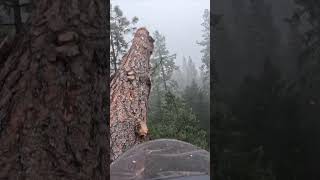 Down With The Sickness