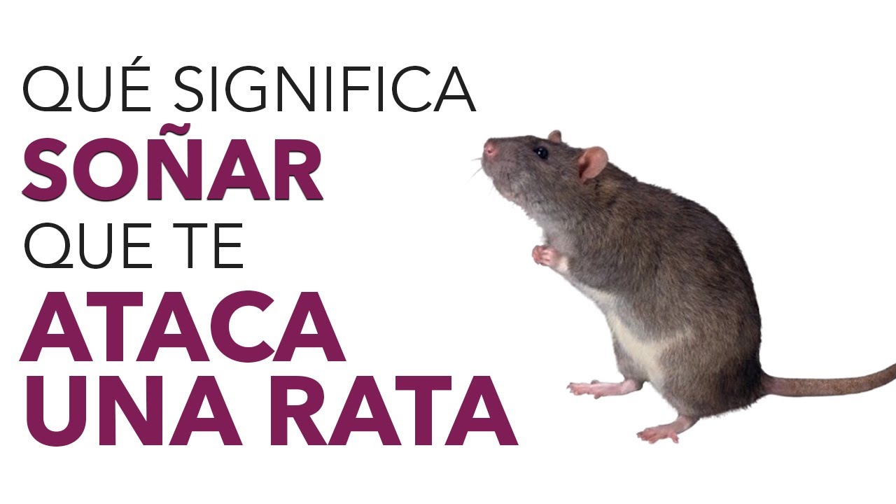 Significado de SOÑAR que una RATA TE MUERDE 🐀 - YouTube