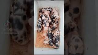 Mis Puerquitos Shulos