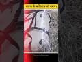 चेतक की वीरता: जब महाराणा प्रताप के लिए चेतक ने दी अपनी जान! | The Legendary Story of Chetak #shorts