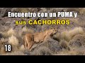 🐆 Encuentro con PUMAS en la Patagonia Argentina 😱 Ep. 18