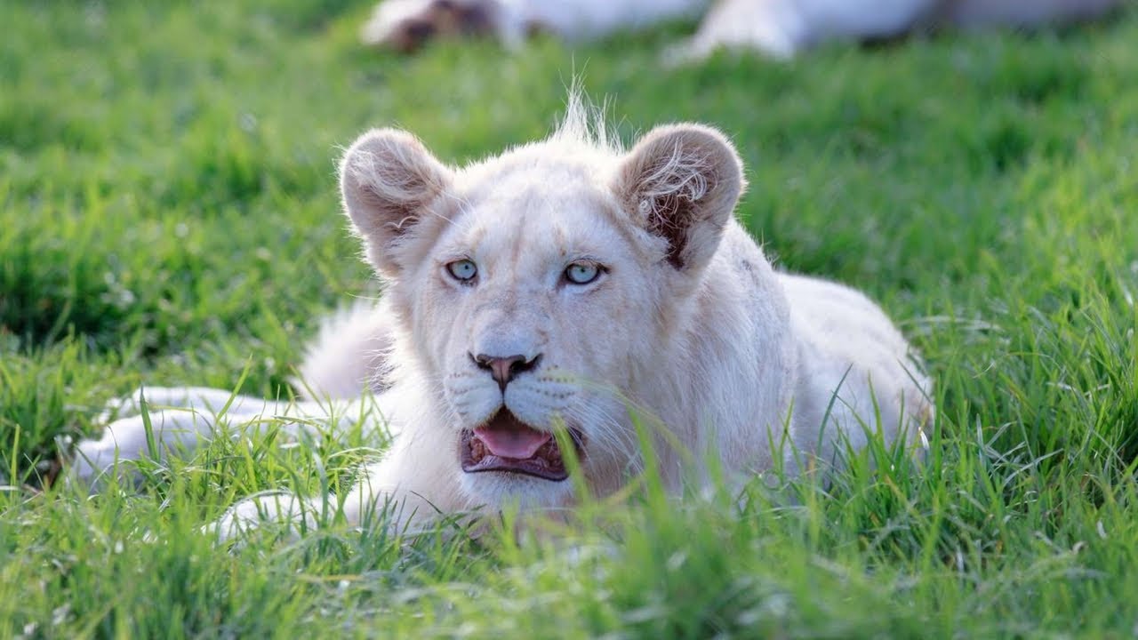 Experience White Lions At The Royal Cosy Hills Resort and Safari In