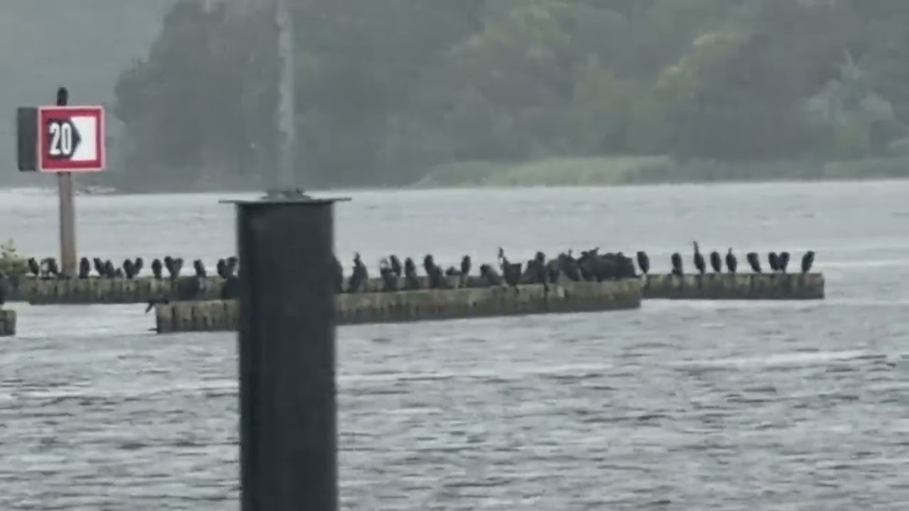 Many hundreds of cormorants taking rain shower at Kladow