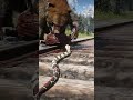 Bear Saves Man From Snake on Railway - Unbelievable Hero! RDR2 #shorts