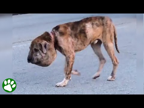 Homeless dog with pumpkin sized head is barely recognizable today