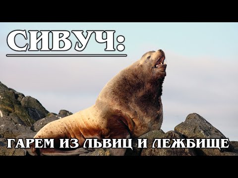 СИВУЧ: Северный морской КОРОЛЬ-ЛЕВ | Интересные факты про тюленей и животных