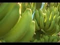 Cómo Cultivar Banano Orgánico - TvAgro por Juan Gonzalo Angel