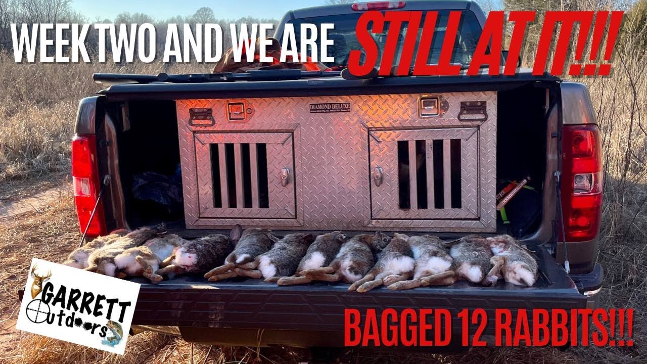 NC RABBIT HUNTING WITH BEAGLES 2023 EP. 2 12 Rabbits in some rough