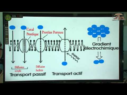 Vidéo: Qu'est-ce qui détermine la perméabilité d'une membrane cellulaire?