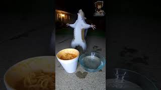 🔴PICA PERO RICO 🌀Parodia Español🌀[ Video Random en Español ] #memes #humor #comedia #parodia #art