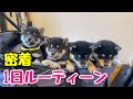 【柴犬 子犬】小規模ブリーダーの1日ルーティーンを大公開