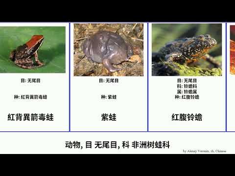 动物 目无尾目 科非洲树蛙科animal 非洲侏儒蛙锄足蟾巨雨濱蛙热带蛙真齿蛙科角蛙科锈色异香蛙瑟温卡斯水蛙盖氏智利蟾艾美蛙属箱頭蛙屬紅眼雨濱蛙 铃蟾属