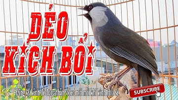 Khướu Hót Giọng Bắt Cô Trói cột| Khướu Hót giọng rừng đảo nhiều giọng.Bắt cô trói cột